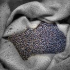 Juniper Berries